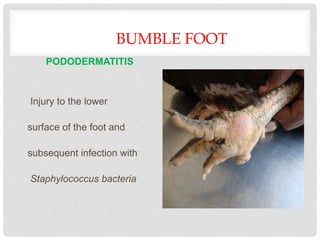 BUMBLE FOOT
PODODERMATITIS
Injury to the lower
surface of the foot and
subsequent infection with
Staphylococcus bacteria
 