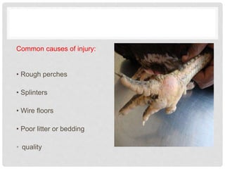 Common causes of injury:
• Rough perches
• Splinters
• Wire floors
• Poor litter or bedding
• quality
 