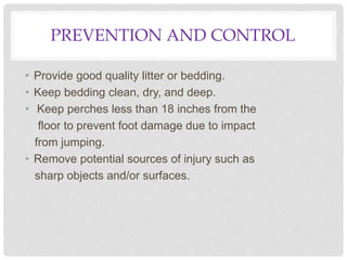 PREVENTION AND CONTROL
• Provide good quality litter or bedding.
• Keep bedding clean, dry, and deep.
• Keep perches less than 18 inches from the
floor to prevent foot damage due to impact
from jumping.
• Remove potential sources of injury such as
sharp objects and/or surfaces.
 