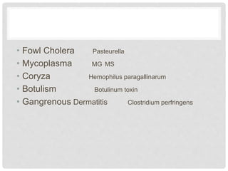 • Fowl Cholera Pasteurella
• Mycoplasma MG MS
• Coryza Hemophilus paragallinarum
• Botulism Botulinum toxin
• Gangrenous Dermatitis Clostridium perfringens
 