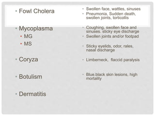 • Fowl Cholera
• Mycoplasma
• MG
• MS
• Coryza
• Botulism
• Dermatitis
• Swollen face, wattles, sinuses
• Pneumonia, Sudden death,
swollen joints, torticollis
• Coughing, swollen face and
sinuses. sticky eye discharge
• Swollen joints and/or footpad
• Sticky eyelids, odor, rales,
nasal discharge
• Limberneck, flaccid paralysis
• Blue.black skin lesions, high
mortality
 