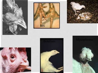 Dermatitis
Mycoplasma
Cholera
Dermatitis
Botulism
Coryza
MS
 