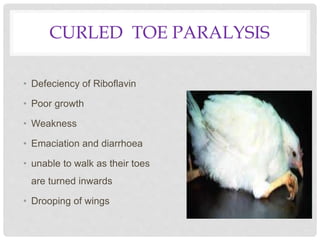 CURLED TOE PARALYSIS
• Defeciency of Riboflavin
• Poor growth
• Weakness
• Emaciation and diarrhoea
• unable to walk as their toes
are turned inwards
• Drooping of wings
 