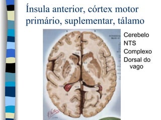 Ínsula anterior, córtex motor primário, suplementar, tálamo Cerebelo NTS Complexo Dorsal do vago 