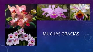 MUCHAS GRACIAS
 