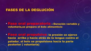 FASES DE LA DEGLUCIÓN
• Fase oral preparatoria : Duración variable y
voluntaria,se prepara el bolo alimenticio
• Fase oral propulsiva: la presión se ejerce
hacia arriba y hacia atrás de la lengua contra el
paladar, el bolo se propulsiona hacia la parte
posterior ( voluntaria)
 