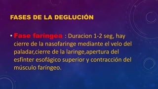 FASES DE LA DEGLUCIÓN
• Fase faríngea : Duracion 1-2 seg, hay
cierre de la nasofaringe mediante el velo del
paladar,cierre de la laringe,apertura del
esfínter esofágico superior y contracción del
músculo faríngeo.
 