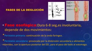 FASES DE LA DEGLUCIÓN
• Fase esofágica:Dura 6-8 seg,es involuntaria,
depende de dos movimientos:
*Peristalsis primaria: continuación de la onda faríngea .
*Peristalsis secundaria: provocada por la distensión secundaria a alimentos
retenidos, con la apertura posterior del EEI, para el paso del bolo al estomago.
 