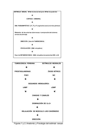 TUMESCENCIA PENEANA ESTÍMULOS NEURALES
 
PROSTAGLANDINAS ÓXIDO NÍTRICO
PGE1 NO
     
SEGUNDOS MENSAJEROs
cAMP cGMP
     
CINASAS Y CANALES

DISMINUCIÓN DE Ca 2+
    
RELAJACIÓN DE MÚSCULO LISO CAVERNOSO

ERECCIÓN
Figuras 1 y 2. Anatomía y Fisiología del estímulo sexual
ESTÍMULO SEXUAL Nervio dorsal del pene Nervio pudendo

CORTEZA CEREBRAL

SNA PARASIMPÁTICO (2º, 3º y 4º segmento sacro) nervios pélvicos

Dilatación de las arterias cavernosas + compresión del sistema
venoso de drenaje

ERECCIÓN (fase de TUMESCENCIA)

EYACULACIÓN (SNA simpático)

Fase de DETUMESCENCIA (SNA simpático toracolumbar DXI a LII)
 