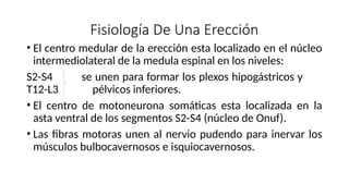 Fisiología De Una Erección
• El centro medular de la erección esta localizado en el núcleo
intermediolateral de la medula espinal en los niveles:
S2-S4 se unen para formar los plexos hipogástricos y
T12-L3 pélvicos inferiores.
• El centro de motoneurona somáticas esta localizada en la
asta ventral de los segmentos S2-S4 (núcleo de Onuf).
• Las fibras motoras unen al nervio pudendo para inervar los
músculos bulbocavernosos e isquiocavernosos.
 