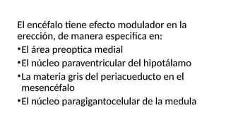 El encéfalo tiene efecto modulador en la
erección, de manera especifica en:
•El área preoptica medial
•El núcleo paraventricular del hipotálamo
•La materia gris del periacueducto en el
mesencéfalo
•El núcleo paragigantocelular de la medula
 