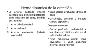 Hemodinámica de la erección
• La arteria pudenda interna
pareada es la principal portadora
de la irrigación del pene, dividida
en 3 ramas:
1. Arteria bulbouretral
2. Arteria dorsal
3. Arteria cavernosa (arteria
profunda)
• Vena dorsal profunda: drena al
pene
• Circunfleja, ureteral y bulbar:
cuerpo esponjoso
Cuerpo cavernoso:
• Dorsal profunda, periarterial a
los plexos prostáticos: drenan al
tallo medio y distal
• Plexo prostático crural, vena
cavernosa y vena pudenda
interna: tallo proximal
 
