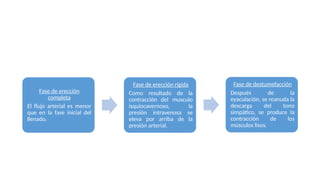 Fase de erección
completa
El flujo arterial es menor
que en la fase inicial del
llenado.
Fase de erección rígida
Como resultado de la
contracción del musculo
isquiocavernoso, la
presión intravenosa se
eleva por arriba de la
presión arterial.
Fase de destumefacción
Después de la
eyaculación, se reanuda la
descarga del tono
simpático, se produce la
contracción de los
músculos lisos.
 