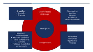 EnfermePatológicos
Enfermedades
sistémicas
Medicamentos
Arteriales
 Arteriales
 Artereolar
Cavernosos
 Túnica albugínea
 Músculos cavernosos
 Unión en hendidura
 Endotelio
 Trabécula fibroelástica
 Vena emisaria
Neurológicos
Sensitivos
Motores
Autónomos
Neurotransmisores
Hormonales
Testiculares
Hipofisiarios
Tiroideos
 