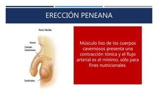 ERECCIÓN PENEANA
Músculo liso de los cuerpos
cavernosos presenta una
contracción tónica y el flujo
arterial es el mínimo, sólo para
fines nutricionales.
 