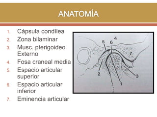 1.
2.
3.
4.

5.
6.
7.

Cápsula condílea
Zona bilaminar
Musc. pterigoideo
Externo
Fosa craneal media
Espacio articular
superior
Espacio articular
inferior
Eminencia articular

 