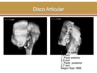 1. Parte central
1.0 mm
2. Parte anterior
2.0 mm
3. Parte posterior
2.7 mm
Según Gaa 1988.

 