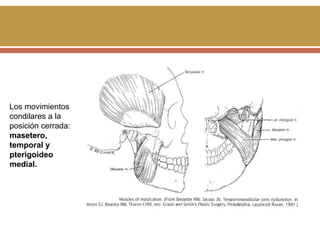 Los movimientos
condilares a la
posición cerrada:
masetero,
temporal y
pterigoideo
medial.

 
