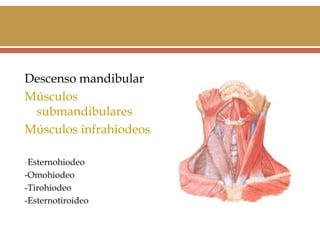 Descenso mandibular
Músculos
submandibulares
Músculos infrahiodeos
-Esternohiodeo
-Omohiodeo
-Tirohiodeo
-Esternotiroideo

 
