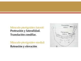 Músculo pterigoideo lateral:
Protrusión y lateralidad.
Translación condilar.
Músculo pterigoideo medial:
Retrusión y elevación

 
