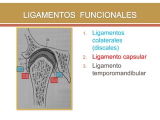 1.

2.
3.

Ligamentos
colaterales
(discales)
Ligamento capsular
Ligamento
temporomandibular

 