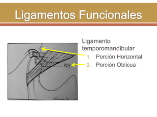 Ligamento
temporomandibular
Porción Horizontal
2. Porción Oblicua
1.

 