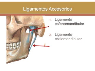 1.

Ligamento
esfenomandibular

2.

Ligamento
estilomandibular

 
