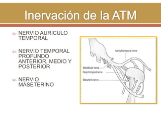 

NERVIO AURICULO
TEMPORAL



NERVIO TEMPORAL
PROFUNDO
ANTERIOR, MEDIO Y
POSTERIOR



NERVIO
MASETERINO

 