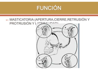 

MASTICATORIA (APERTURA,CIERRE,RETRUSIÓN Y
PROTRUSIÓN Y LATERALIDAD)

 