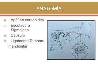 6.
7.

8.
9.

Apófisis coronoides
Escotadura
Sigmoidea
Cápsula
Ligamento Temporomandibular

 