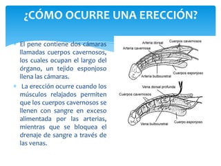 ¿CÓMO OCURRE UNA ERECCIÓN?

El pene contiene dos cámaras
llamadas cuerpos cavernosos,
los cuales ocupan el largo del
órgano, un tejido esponjoso
llena las cámaras.
 La erección ocurre cuando los
músculos relajados permiten
que los cuerpos cavernosos se
llenen con sangre en exceso
alimentada por las arterias,
mientras que se bloquea el
drenaje de sangre a través de
las venas.
 