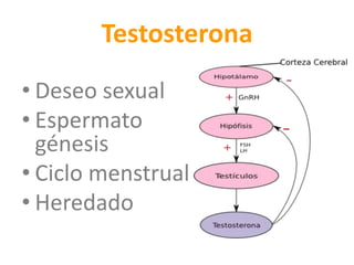 Testosterona
• Deseo sexual
• Espermato
génesis
• Ciclo menstrual
• Heredado
 