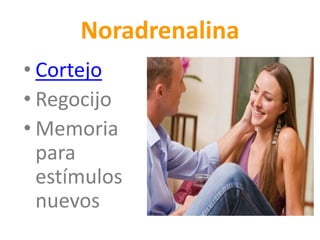 Noradrenalina
• Cortejo
• Regocijo
• Memoria
para
estímulos
nuevos
 