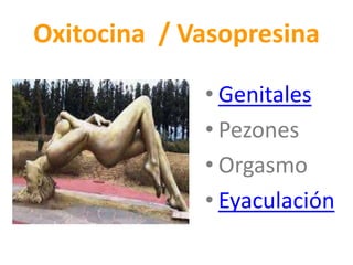 Oxitocina / Vasopresina
• Genitales
• Pezones
• Orgasmo
• Eyaculación
 