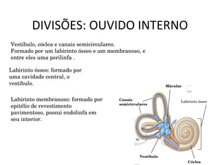 DIVISÕES: OUVIDO INTERNO Vestíbulo, cóclea e canais semicirculares. Formado por um labirinto ósseo e um membranoso, e entre eles uma perilinfa . Labirinto ósseo: formado por uma cavidade central, o vestíbulo. Labirinto membranoso: formado por epitélio de revestimento pavimentoso, possui endolinfa em seu interior. Labirinto ósseo Vestíbulo Canais semicirculares Cóclea Máculas 