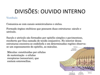 DIVISÕES: OUVIDO INTERNO Vestíbulo Comunica-se com canais semicirculares e cóclea. Formado órgãos otolíticos que possuem duas estruturas: sáculo e utrículo. Saculo e utrículo são formados por epitélio simples e pavimentoso, recoberto por fina camada de tecido conjuntivo. No interior dessa estruturas encontra-se endolinfa e em determinadas regiões observa-se um espessamento do epitélio, as máculas. Máculas: constituídas por células de sustentação  e células receptoras (sensoriais), que contem estereocílios. 