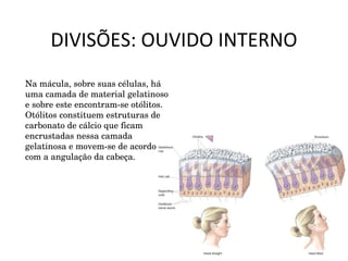 DIVISÕES: OUVIDO INTERNO Na mácula, sobre suas células, há uma camada de material gelatinoso e sobre este encontram-se otólitos. Otólitos constituem estruturas de carbonato de cálcio que ficam encrustadas nessa camada gelatinosa e movem-se de acordo com a angulação da cabeça. 