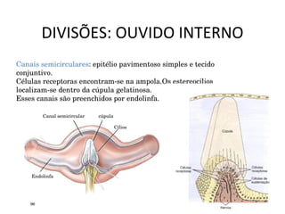 DIVISÕES: OUVIDO INTERNO Canais semicirculares : epitélio pavimentoso simples e tecido conjuntivo. Células receptoras encontram-se na ampola.Os estereocilios localizam-se dentro da cúpula gelatinosa. Esses canais são preenchidos por endolinfa. Canal semicircular cúpula Cílios Endolinfa 