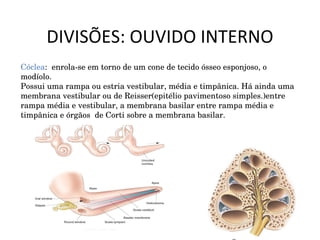 DIVISÕES: OUVIDO INTERNO Cóclea :  enrola-se em torno de um cone de tecido ósseo esponjoso, o modíolo. Possui uma rampa ou estria vestibular, média e timpânica. Há ainda uma membrana vestibular ou de Reisser(epitélio pavimentoso simples.)entre rampa média e vestibular, a membrana basilar entre rampa média e timpânica e órgãos  de Corti sobre a membrana basilar.  