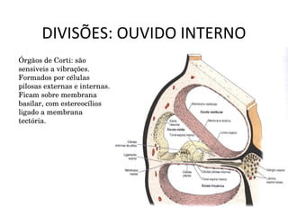DIVISÕES: OUVIDO INTERNO Órgãos de Corti: são sensiveis a vibrações. Formados por células pilosas externas e internas. Ficam sobre membrana basilar, com estereocílios ligado a membrana tectória.  