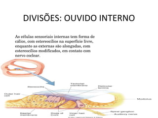 DIVISÕES: OUVIDO INTERNO As células sensoriais internas tem forma de cálice, com estereocílios na superfície livre, enquanto as externas são alongadas, com estereocílios modificados, em contato com nervo coclear. 