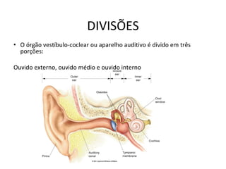 DIVISÕES O órgão vestíbulo-coclear ou aparelho auditivo é divido em três porções:  Ouvido externo, ouvido médio e ouvido interno 
