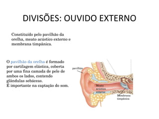 DIVISÕES: OUVIDO EXTERNO Constituído pelo pavilhão da orelha, meato acústico externo e membrana timpânica. Meato acústico externo Membrana timpânica pavilhão O  pavilhão da orelha  é formado por cartilagem elástica, coberta por uma fina camada de pele de ambos os lados, contendo glândulas sebáceas. É importante na captação do som. 