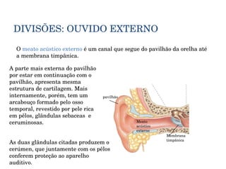 DIVISÕES: OUVIDO EXTERNO O  meato acústico externo  é um canal que segue do pavilhão da orelha até a membrana timpânica. Meato acústico externo Membrana timpânica pavilhão A parte mais externa do pavilhão por estar em continuação com o pavilhão, apresenta mesma estrutura de cartilagem. Mais internamente, porém, tem um arcabouço formado pelo osso temporal, revestido por pele rica em pêlos, glândulas sebaceas  e ceruminosas.  As duas glândulas citadas produzem o cerúmen, que juntamente com os pêlos conferem proteção ao aparelho auditivo. 