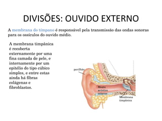 DIVISÕES: OUVIDO EXTERNO Meato acústico externo Membrana timpânica pavilhão A  membrana do tímpano  é responsável pela transmissão das ondas sonoras para os ossículos do ouvido médio.  A membrana timpânica é recoberta externamente por uma fina camada de pele, e internamente por um epitélio do tipo cúbico simples, e entre estas ainda há fibras colágenas e fibroblastos. 