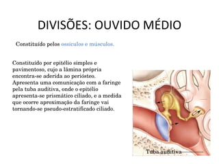 DIVISÕES: OUVIDO MÉDIO Constituído pelos  ossículos e músculos. Constituído por epitélio simples e pavimentoso, cujo a lâmina própria encontra-se aderida ao periósteo. Apresenta uma comunicação com a faringe pela tuba auditiva, onde o epitélio apresenta-se prismático ciliado, e a medida que ocorre aproximação da faringe vai tornando-se pseudo-estratificado ciliado. Tuba auditiva 