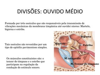 DIVISÕES: OUVIDO MÉDIO M. estapédio Estribo M. Tensor do tímpano Bigorna Martelo Formada por três ossículos que são responsáveis pela transmissão de vibrações mecânicas da membrana timpânica até ouvidoi nterno: Martelo, bigorna e estribo. Tais ossículos são revestidos por um tipo de epitélio pavimentoso simples. Os músculos constituintes são: o tensor do tímpano e o estribo que participam na regulação da condução do estímulo sonoro. 