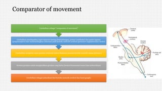 Comparator of movement
Cerebellum sebagai subordinat dari korteks motorik cerebral dan basal ganglia
Koreksi gerakan untuk menghasilkan gerakan yang halus (kontrol kesesuaian tonus) dan terkoordinasi
Cerebellum mengirim input gerakan melewati motor-thalamus menuju korteks motorik utama (primary)
Cerebellum mendapatkan input sensoris tentang keseimbangan, postur (vestibular) dan posisi segmen
(proprioceptive) dan membandingkan informasi pada korteks motorik cerebral (premotor-supplementary motor)
Cerebellum sebagai “comparator of movement”
 