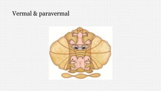 Vermal & paravermal
 