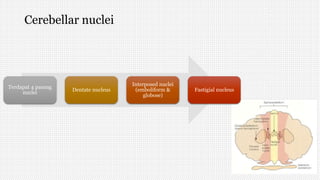 Cerebellar nuclei
Terdapat 4 pasang
nuclei
Dentate nucleus
Interposed nuclei
(emboliform &
globose)
Fastigial nucleus
 